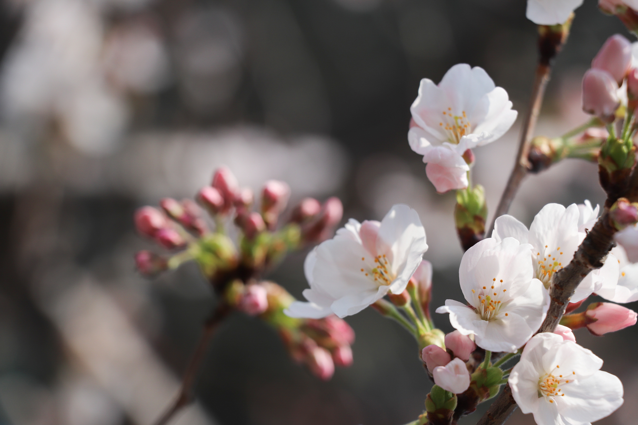 桜 18 – フリー（無料）写真素材 ダウンロード blue-green