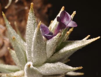 Encyclopedia of Bromeliads