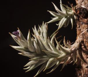 Encyclopedia of Bromeliads