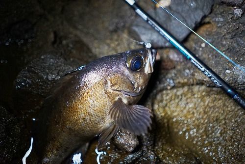 ライトゲームロッド TR｜ブリーデン