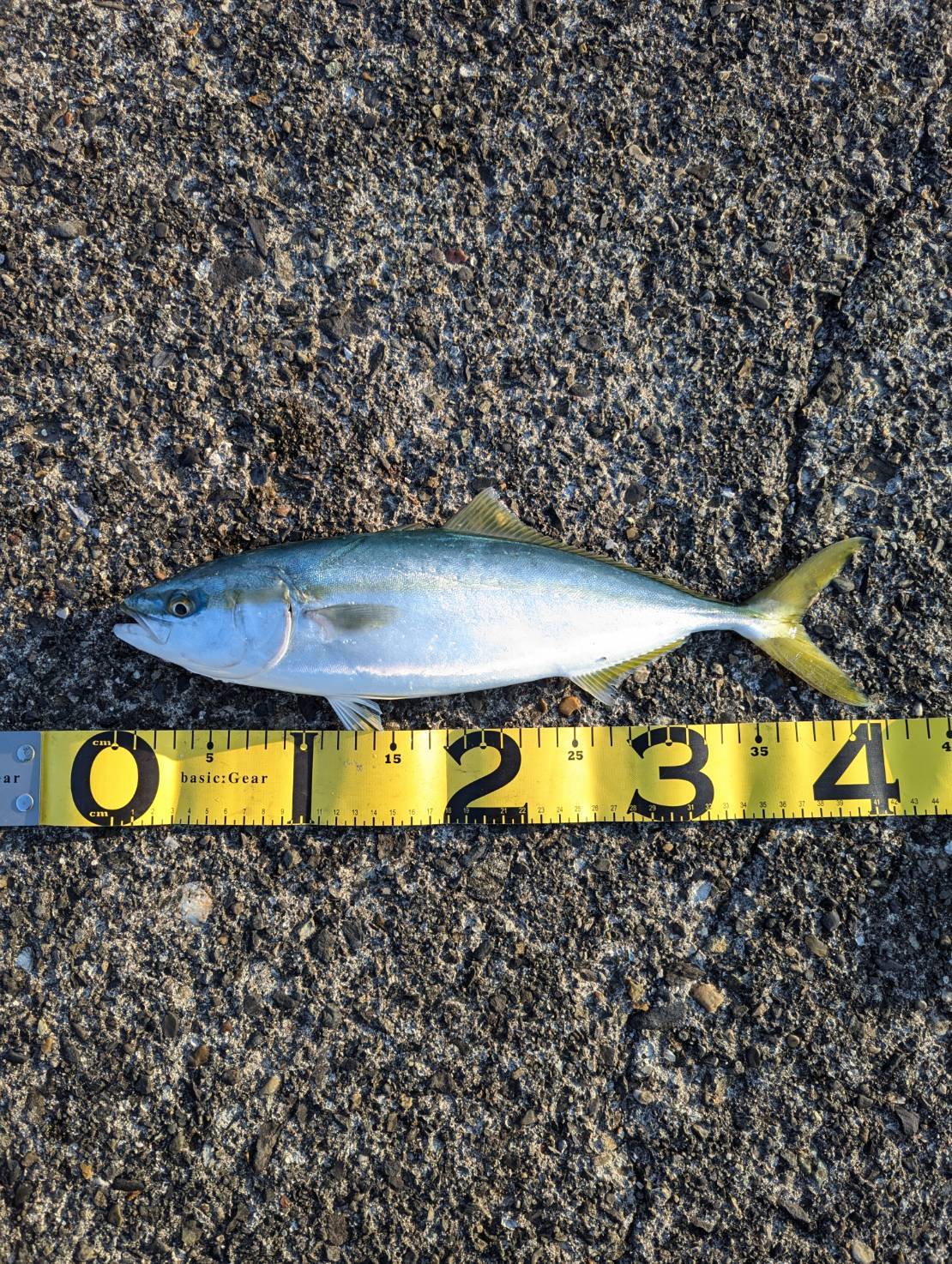 秋到来？両軸遠投カゴ釣り | 釣り具販売、つり具のブンブン