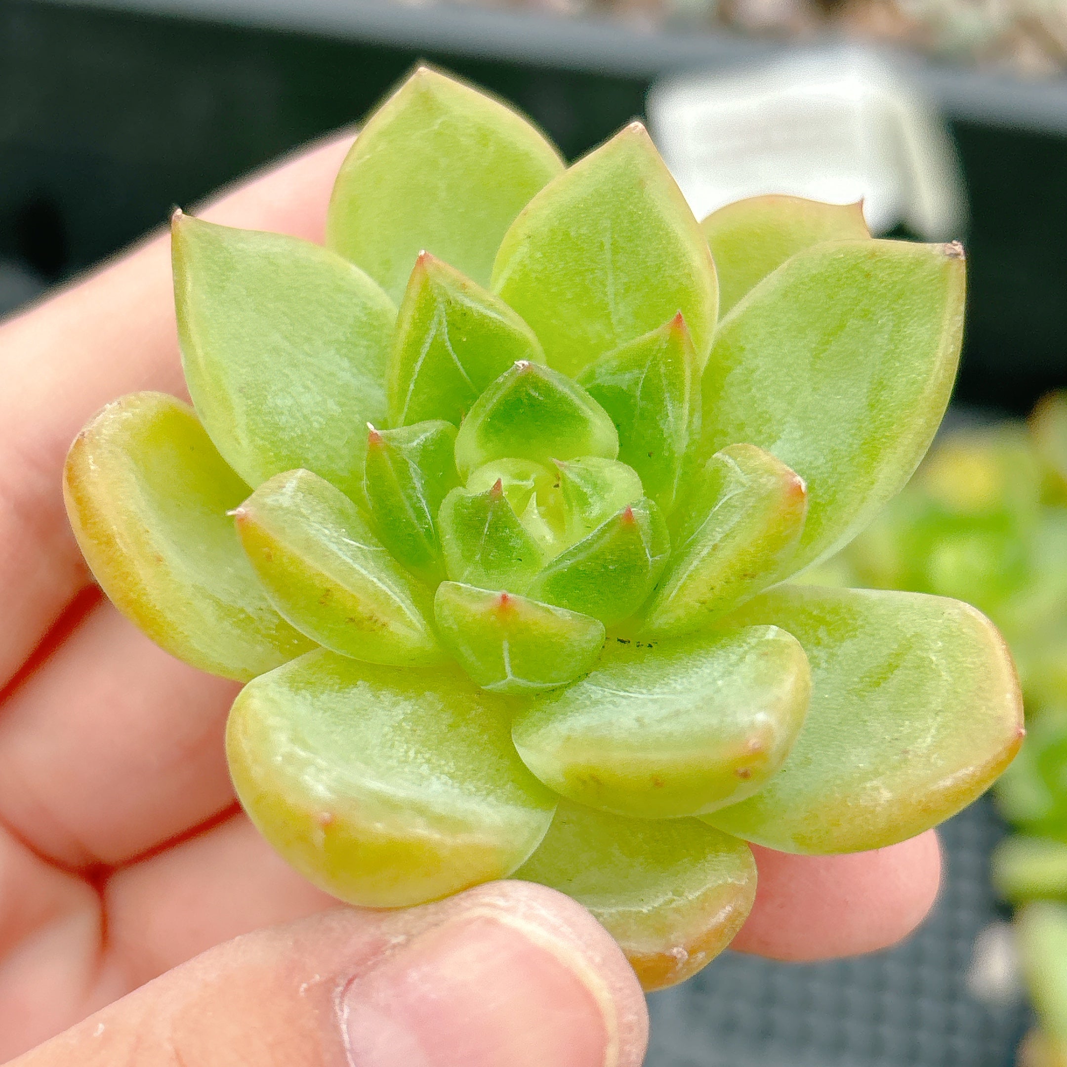 クリアスカイジェニー A品 – Bull Succulent