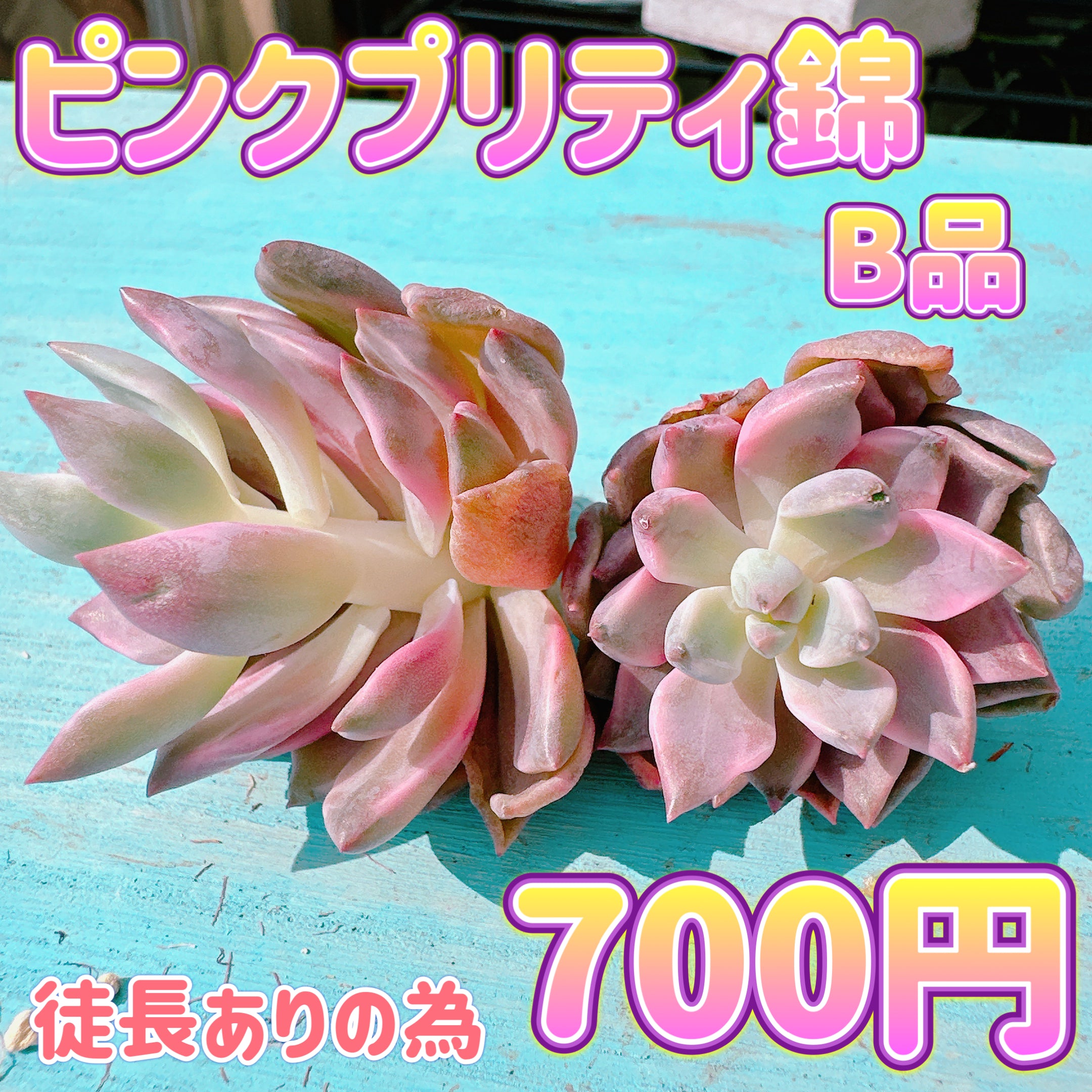 ピンクプリティ錦 B品 – Bull Succulent