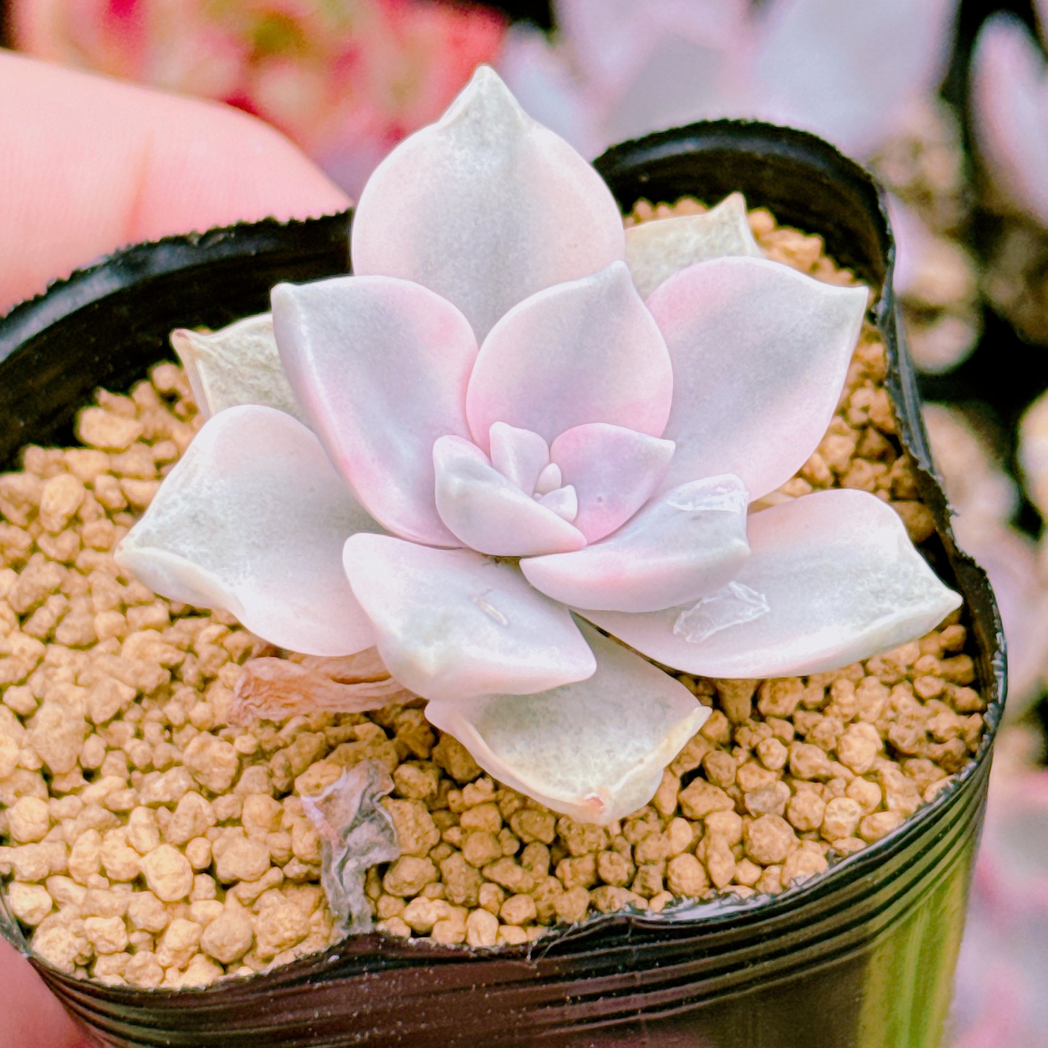 パープルディライト錦 043 A品 – Bull Succulent