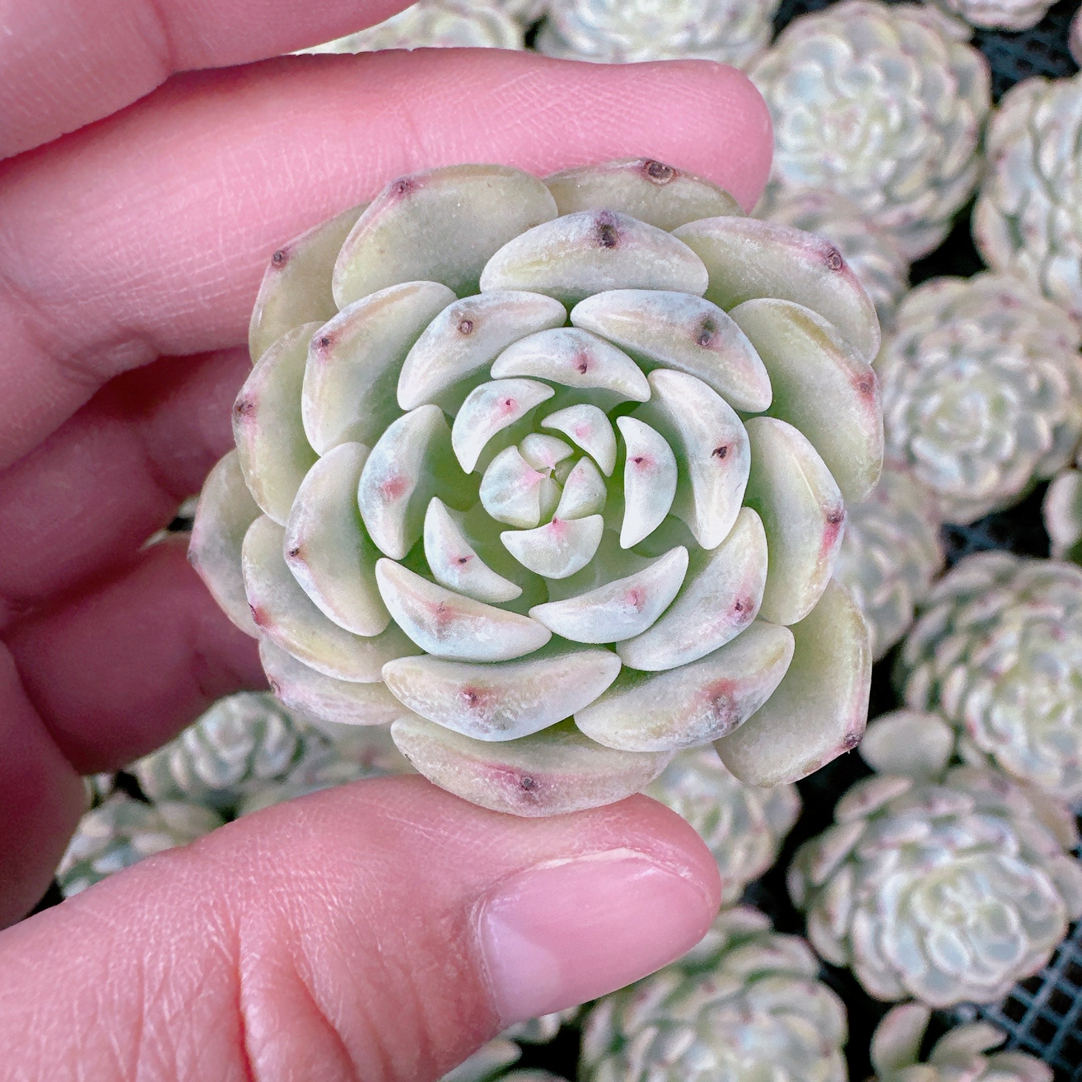 ブルーミニマ錦 – Bull Succulent