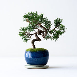 石木花 糸魚川シンパク（受け皿セット） ギフトにも最適なミニ盆栽