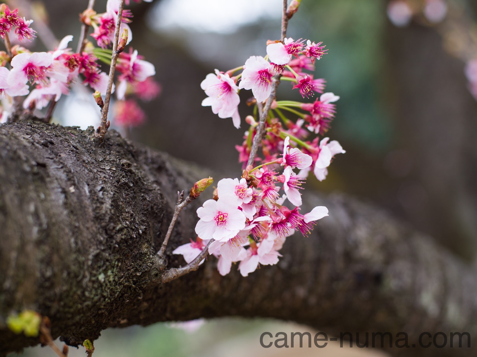 中判カメラ用大口径レンズ「セコールC 80mm F1.9」 を中判デジタル機