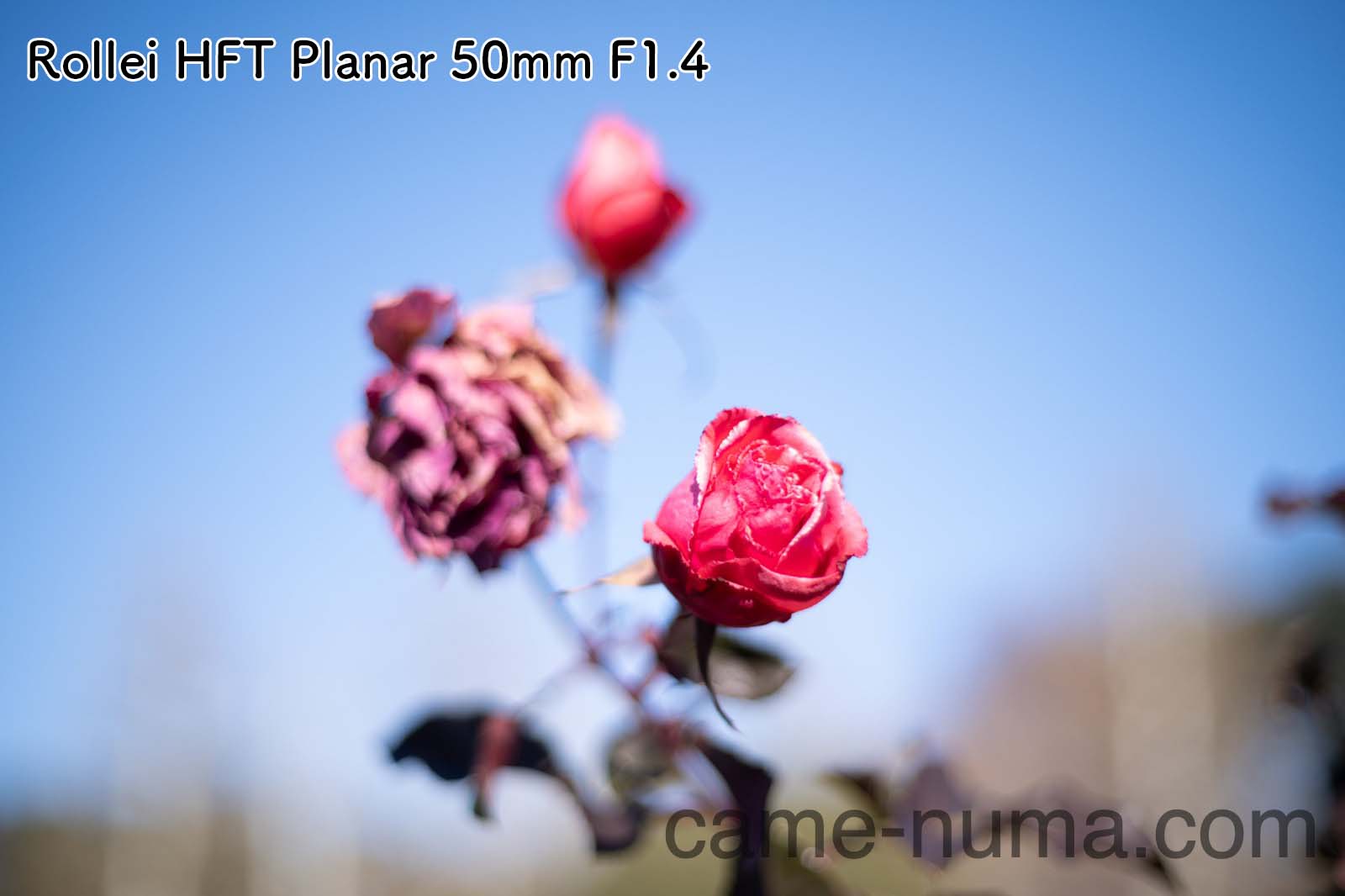 二つのPlanar、そこに違いはあるのか？ヤシコンプラナーとローライ