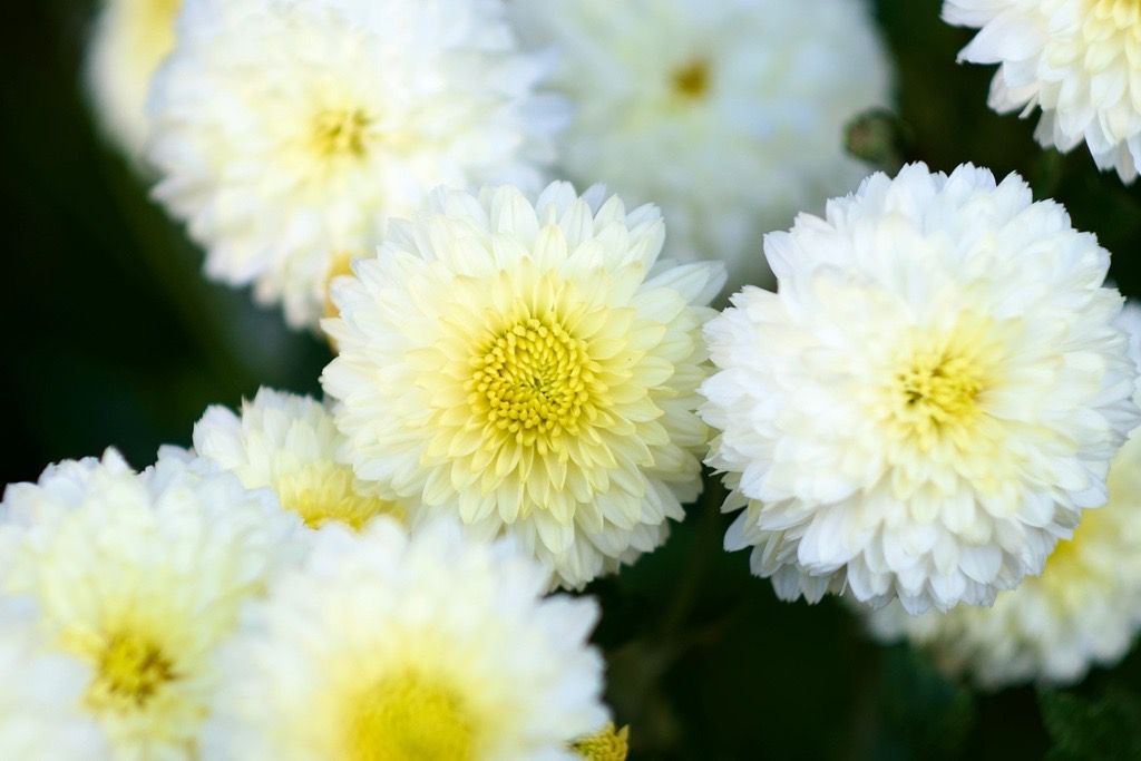 Leitz Summarit 50mm F1.5 （ズマリット）（レビュー＆作例） - くらら