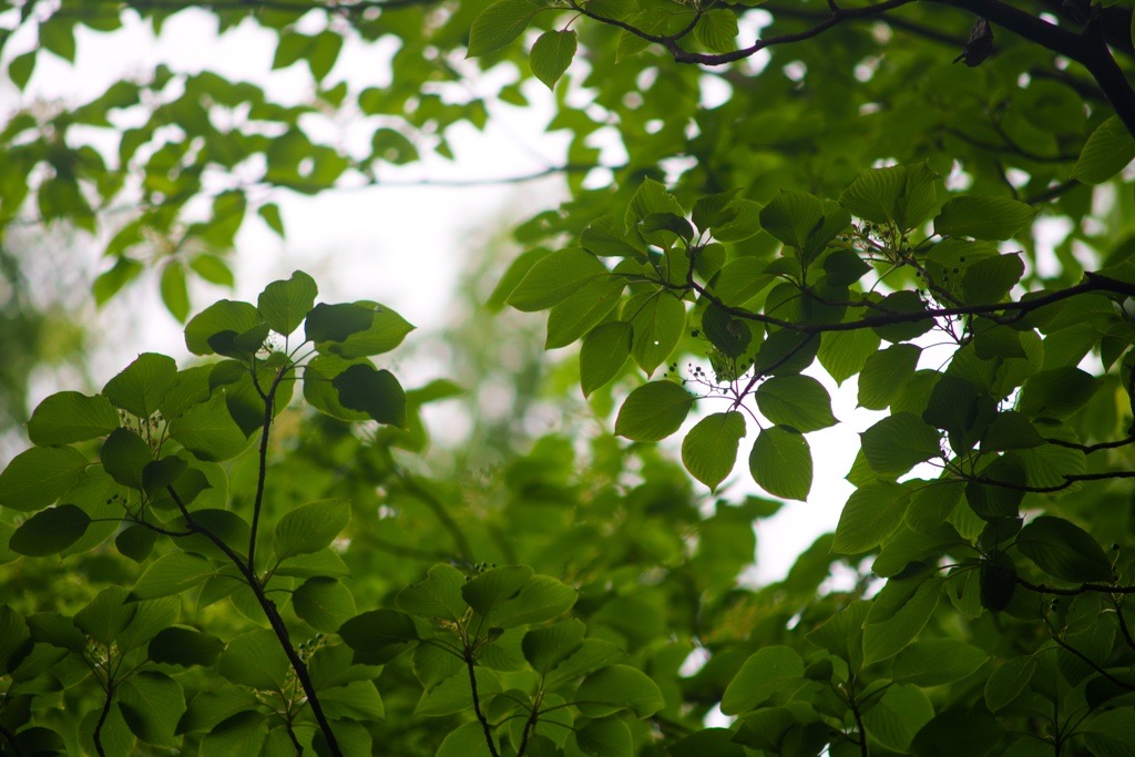 オールド望遠レンズへ。CANON FD 100-300mm f5.6（レビュー＆作例