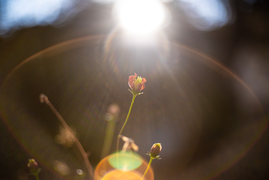 一芸マスター現る！CANON 50mm f1.4Ⅱ（L39マウント）（レビュー＆作例