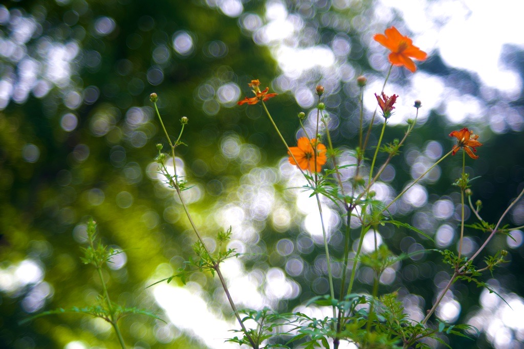 バブルボケでいこう！FUJINON 55mm F2.2｜レビュー＆作例 - くららの