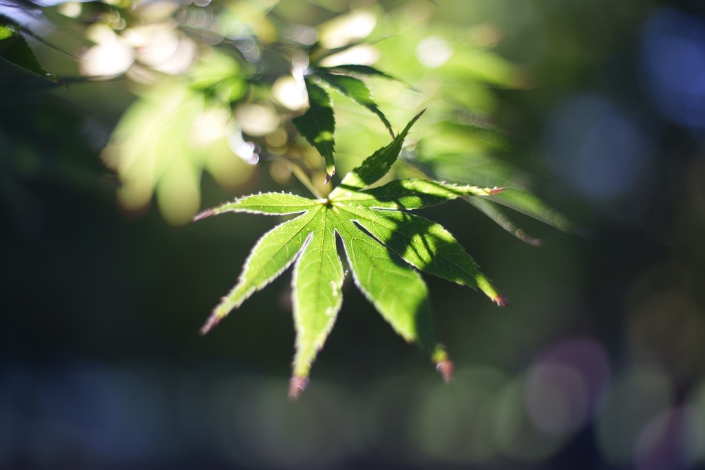 富岡レンズを味わう、AUTO YASHINON DS-M 50mm f1.7（レビュー＆作例