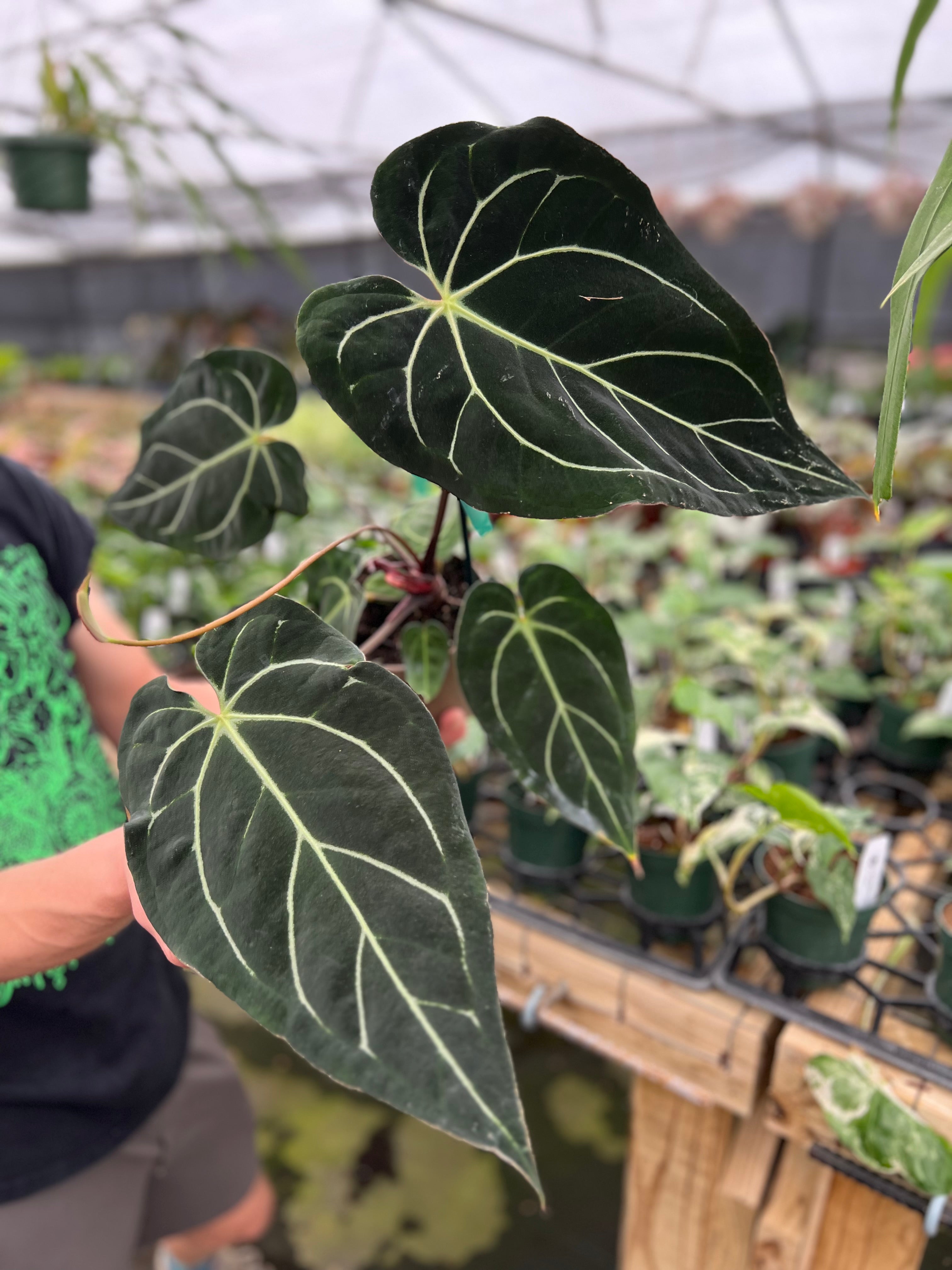 07BB79E8-8303-4AE4-9AC8-