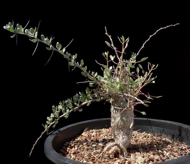 Fouquieria columnaris - Cactus Jungle