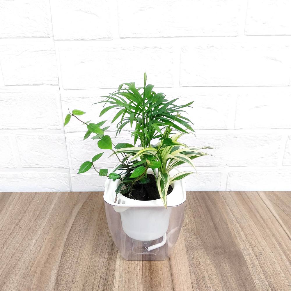 ヤマダモール | ミドリエ シリーズ 土を超える土壌 パフカル 寄せ植え