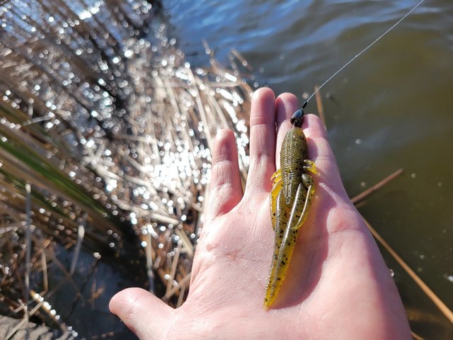 最新釣果 - 成田富里店 [釣具のキャスティング]
