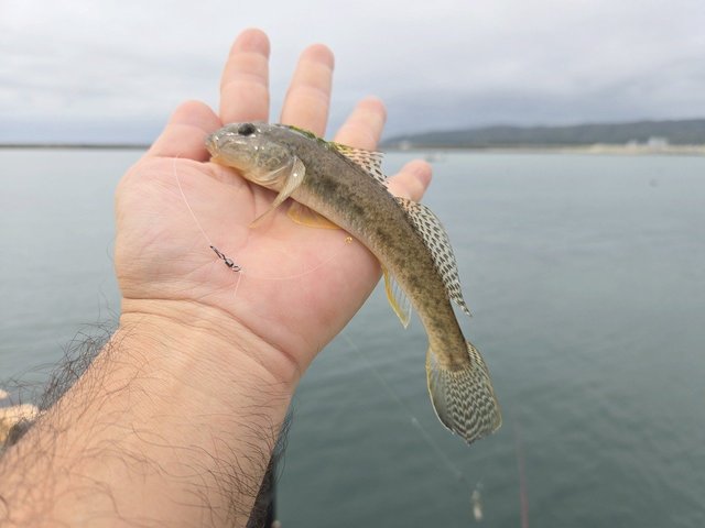 ダイワ スピニングリール 24セルテート LT3000-XH(LT3000-XH): リール