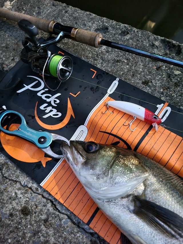 シマノ スピニングリール 22ステラ C3000XG: リール｜釣具の通販なら