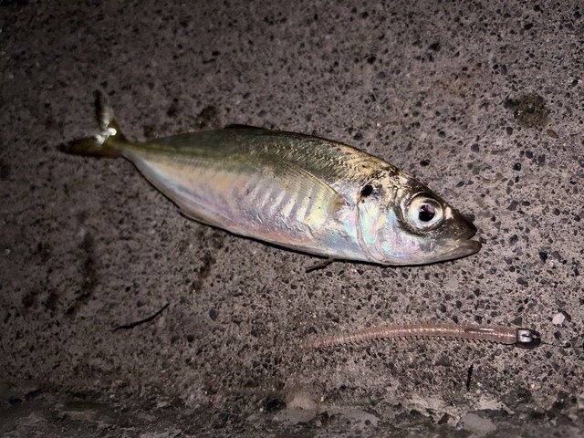 ダイワ 月下美人 AIR AJING 510UL-S・W(スピニング 2ピース)(510UL-S