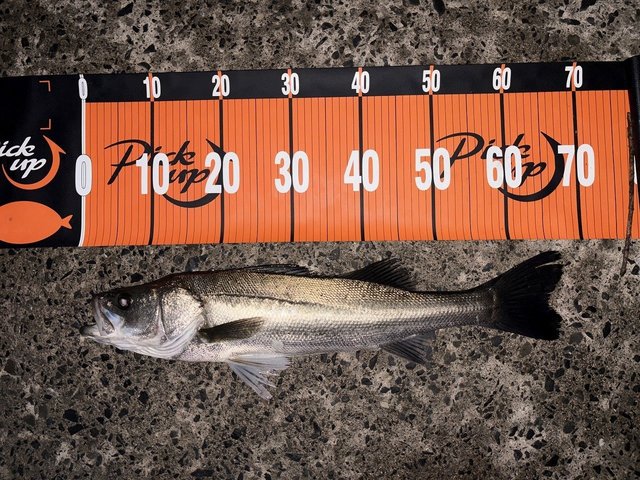 ヤマガブランクス アーリー 93M for Seabass ※店頭受け取り/店舗で決済