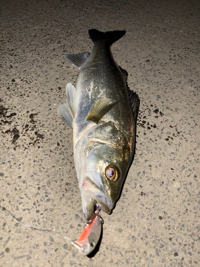 ダイワ モアザン ブランジーノ EX AGS 97ML/M (スピニング 2ピース