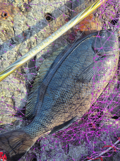 ダイワ 遠投竿 剛弓 カゴ 4号-57B遠投・J (両軸)【即日発送】(4号-57B