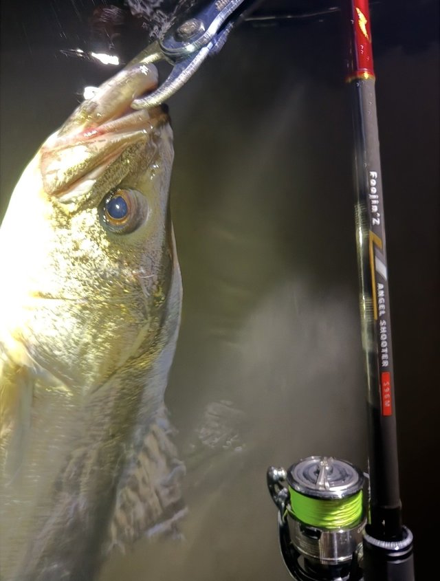 ダイワ スピニングリール 24セルテート LT4000-CXH(LT4000-CXH