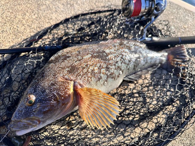 ノリーズ フラットフィッシュプログラム シューティングサーフ 96