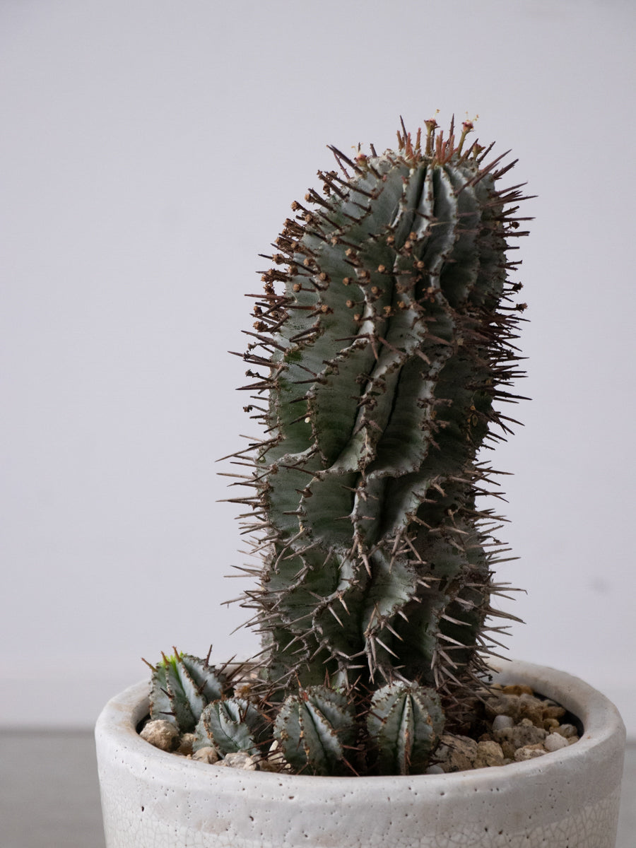 ユーフォルビア ホリダ