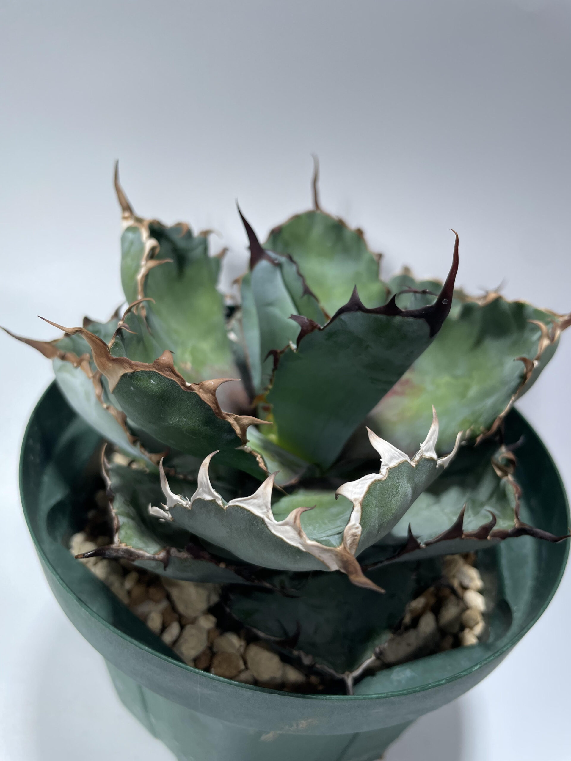 アガベ B&B チタノタ – Caudex