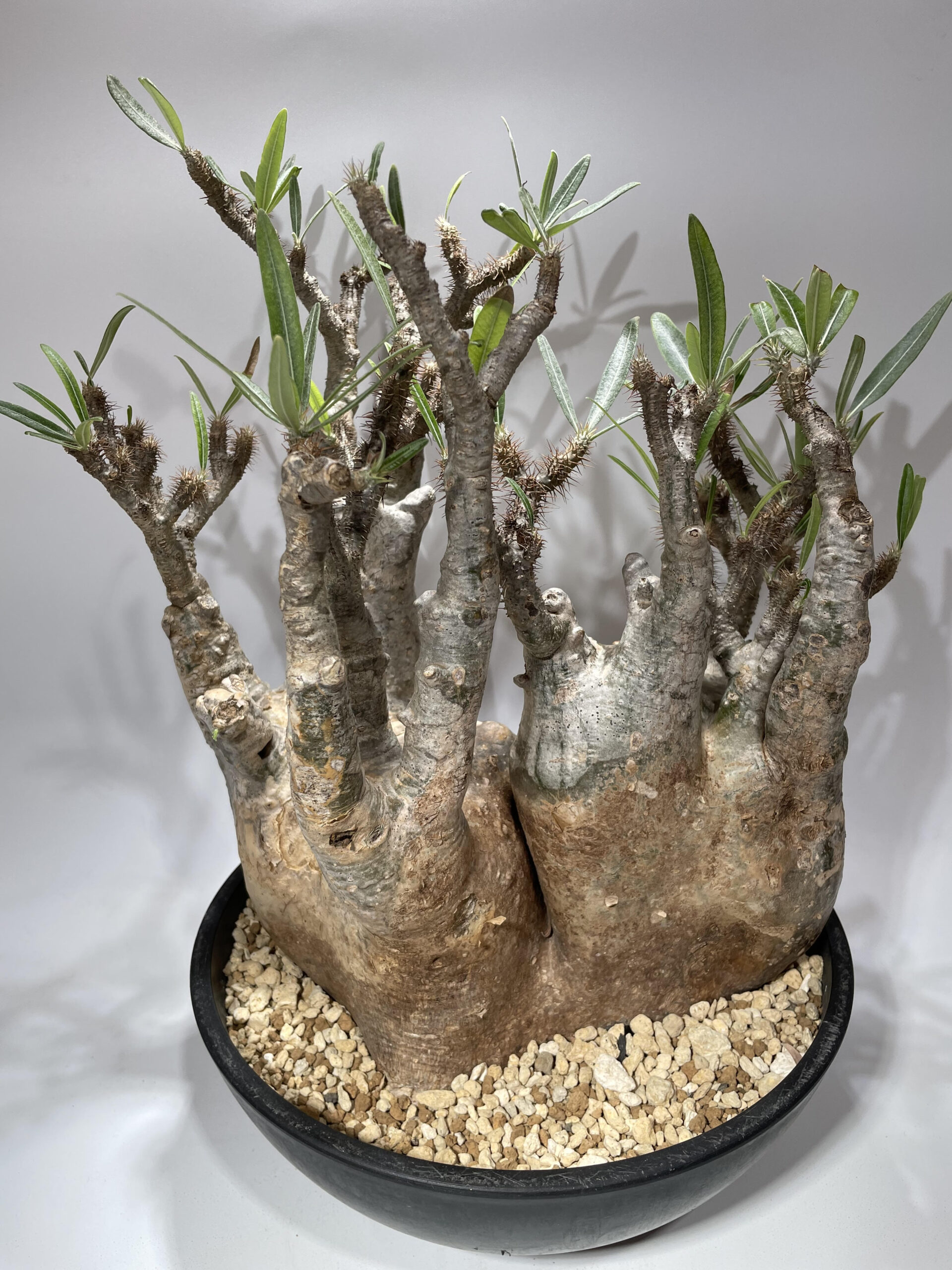 パキポディウム・グラキリス 現地球 – Caudex