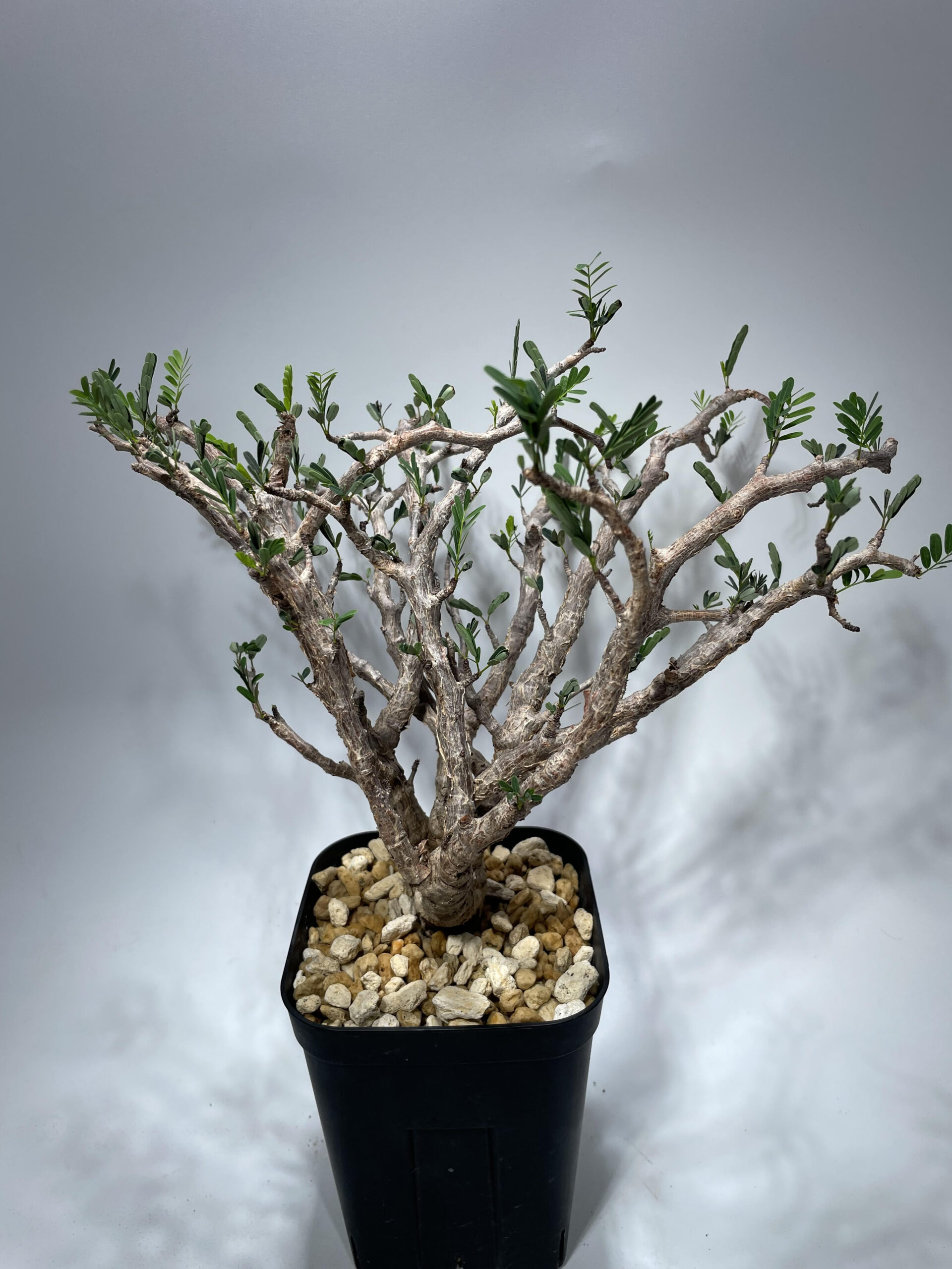 センナ メリディオナリス 現地球 – Caudex