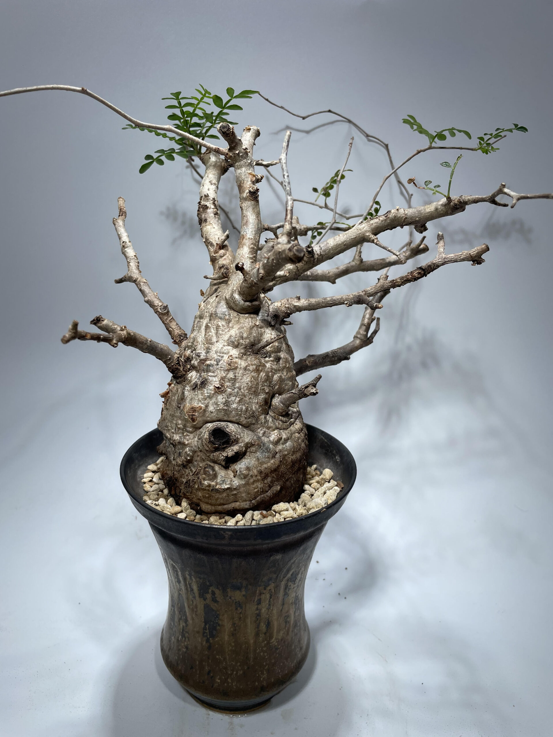 オペルクリカリア パキプス 現地球 – Caudex