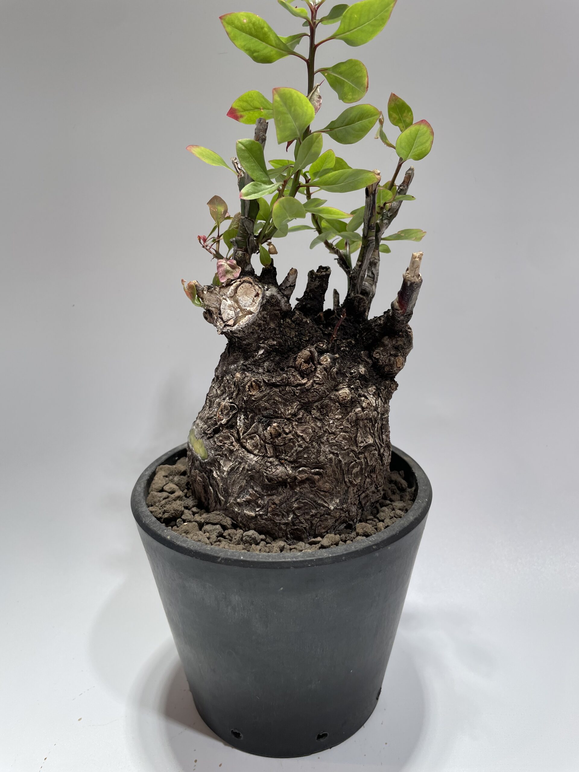 Fouquieria fasciculata フォークイエリア・ファシクラータ 現地球