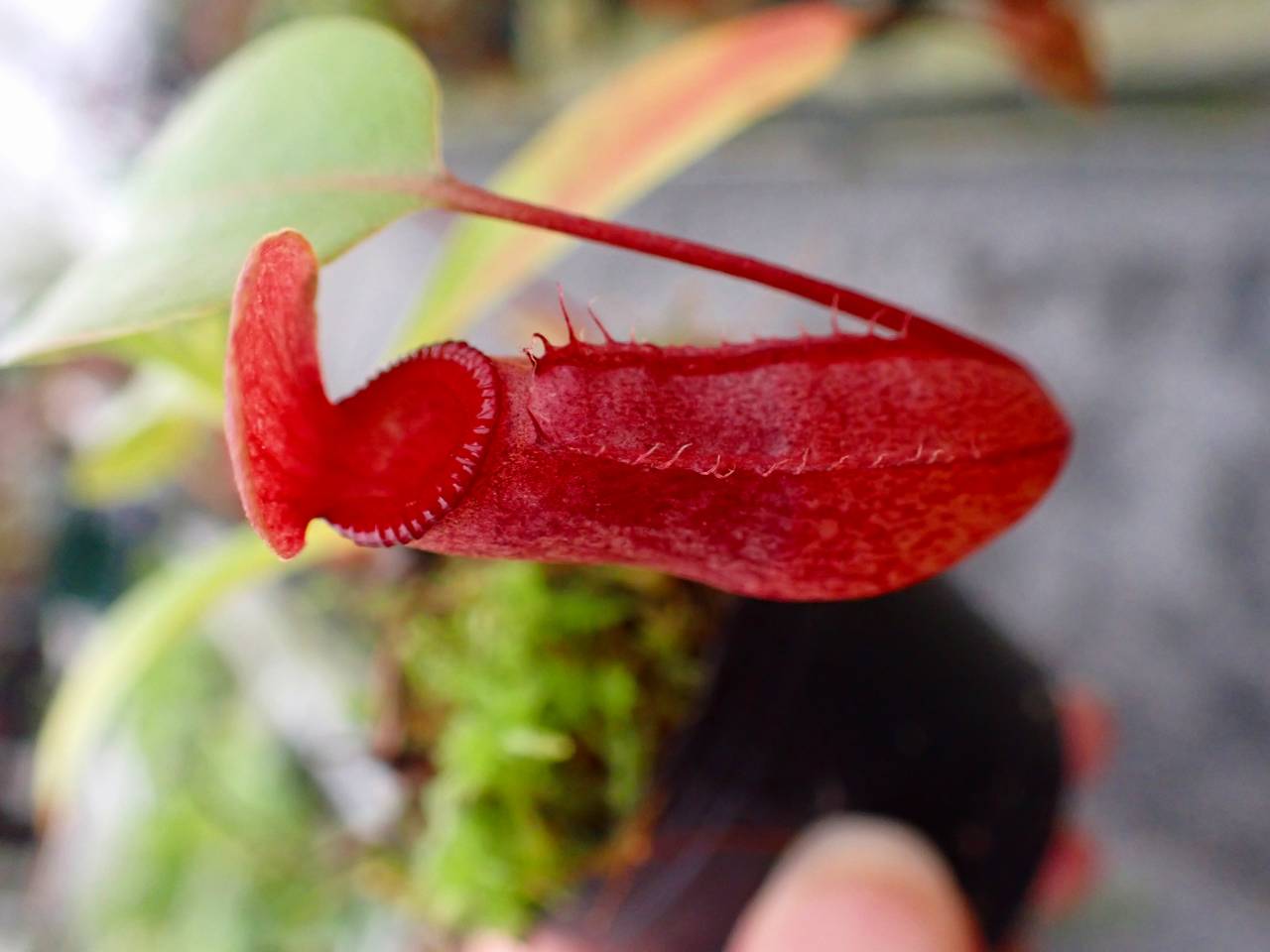 R153 5-1 #BBB N. ventricosa madja-as x rajah #NNN - Y's Exotics