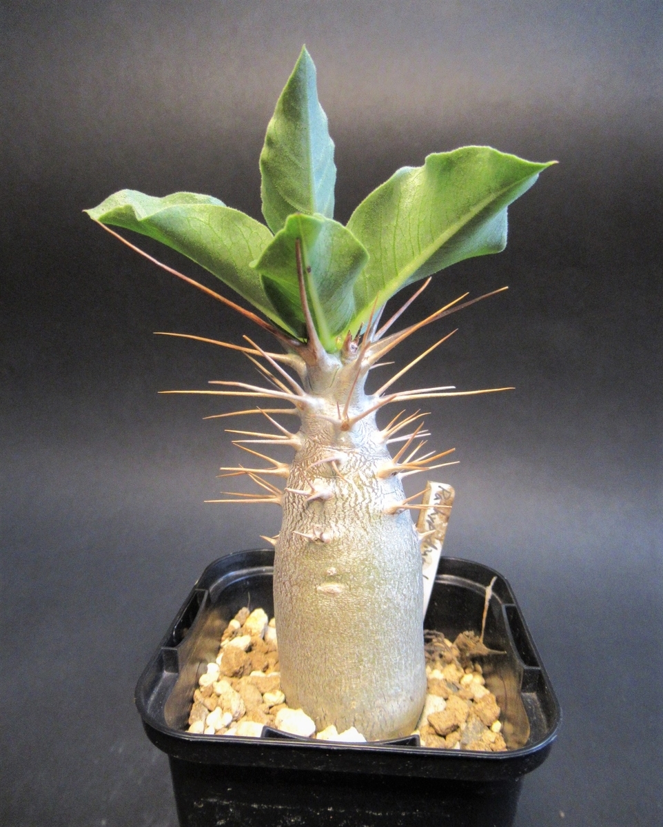 樽のように幹が太く大きくなる種類、パキポディウム・レアリー