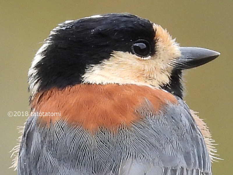 Nikon COOLPIX P1000 で野鳥を撮る 2018-09-29 - とり気分