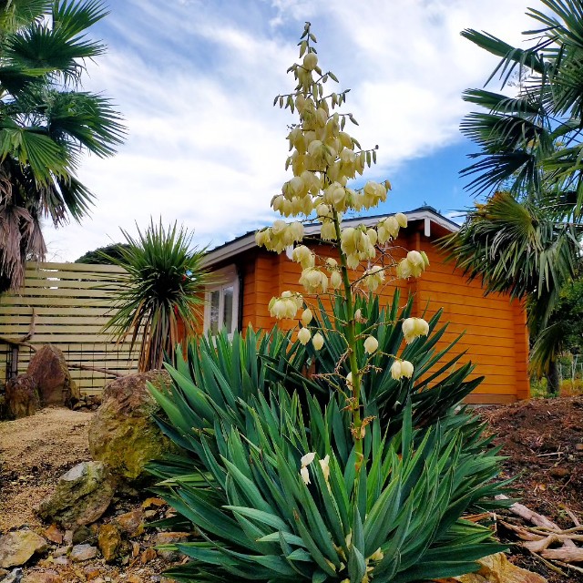 ユッカラン(ユッカ グロリオサ) - green & smile 笑顔を届ける植木卸