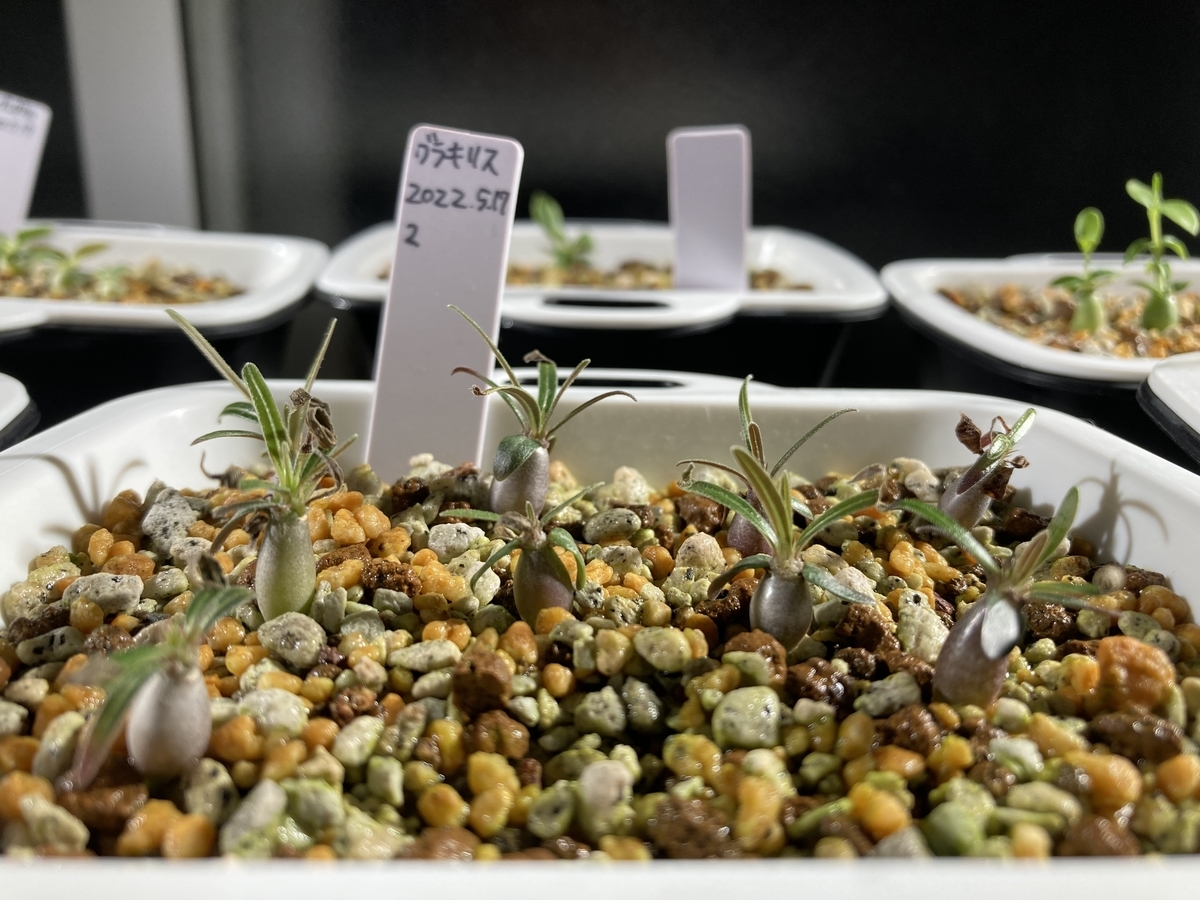 北国 グラキリス実生日記 #011-1 10週間～25週間後【グラキリス