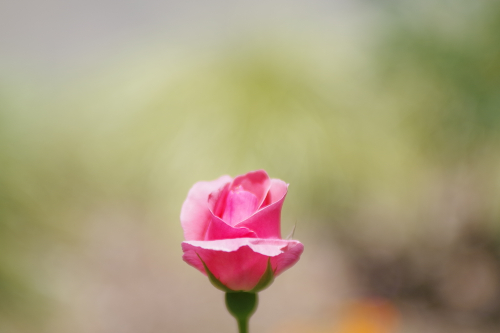 感動のFA☆28-70㎜ F2.8を入手 - Last one Life