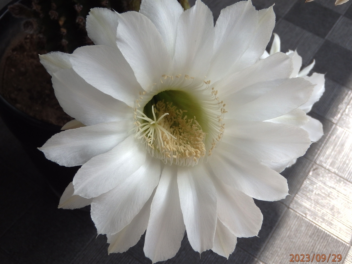 1日限り」のサボテンの花が咲きました - 北穂高岳で味わう至福のひと時