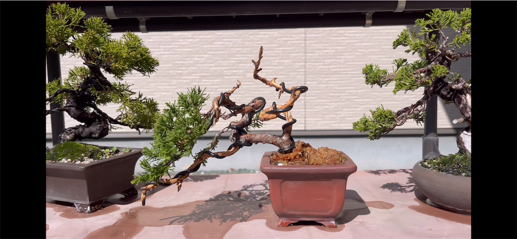 棚場の再配置が終わったので紹介します。 - 盆栽パークぱるぷんてのブログ