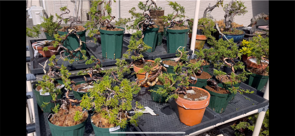 棚場の再配置が終わったので紹介します。 - 盆栽パークぱるぷんてのブログ