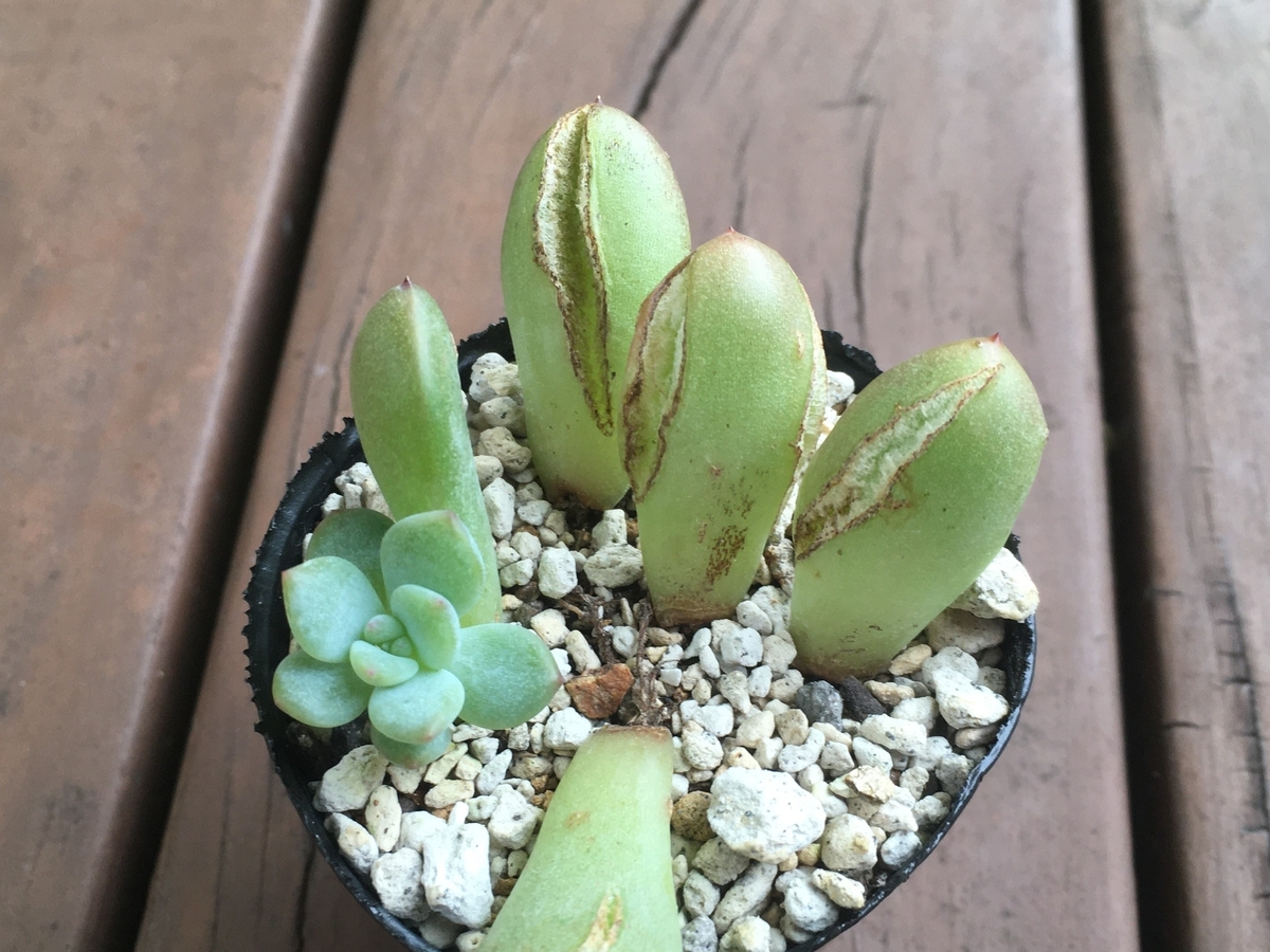 芽が出ない『ラウリンゼ』の葉挿し【多肉植物】 - 気ままに多肉生活