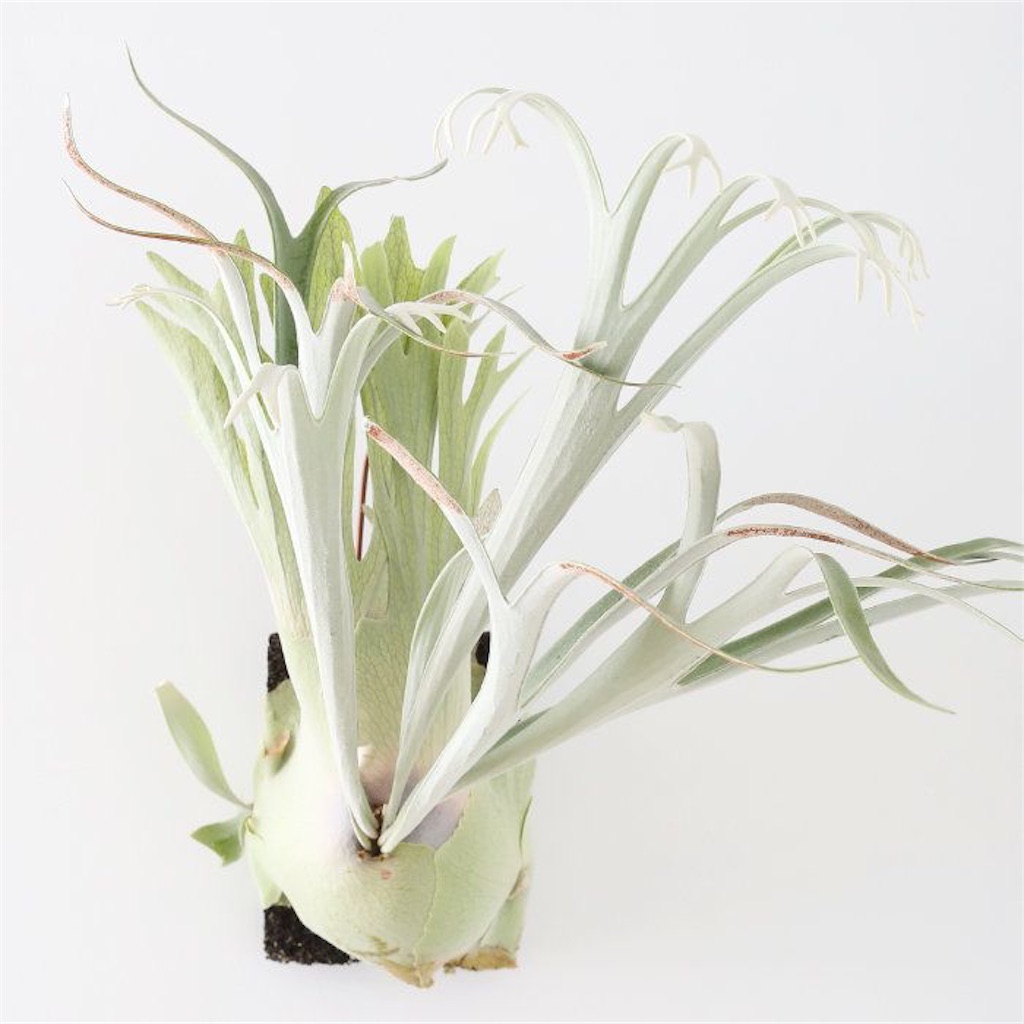 コウモリラン】「ビカクシダ リドレイ」を水苔玉に着生させて吊るして