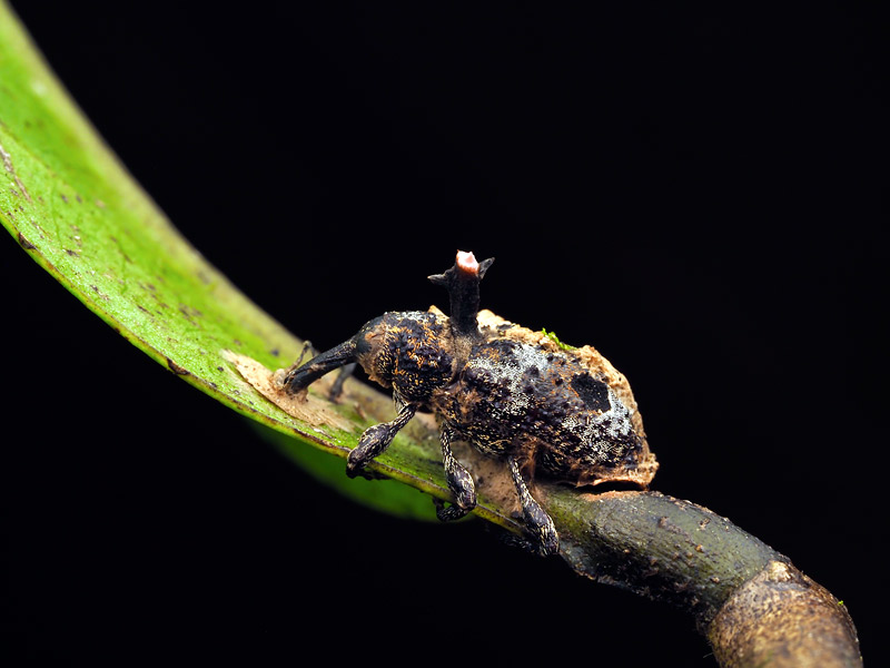 第165回 初飼育！ 冬虫夏草 | ナショナル ジオグラフィック日本版サイト