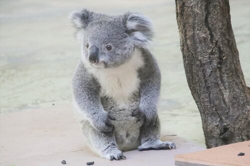 再び多摩動物公園へ2022年6月（後編）コアラのあずまちゃんソロ活や