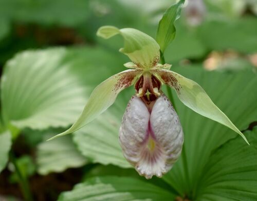 山野草、蘭、日本クマガイソウ純白系（素心）花芽2芽株 素心