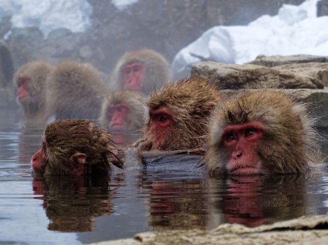 スノーモンキー：地獄谷野猿公苑に行こう！』湯田中渋温泉郷・志賀高原